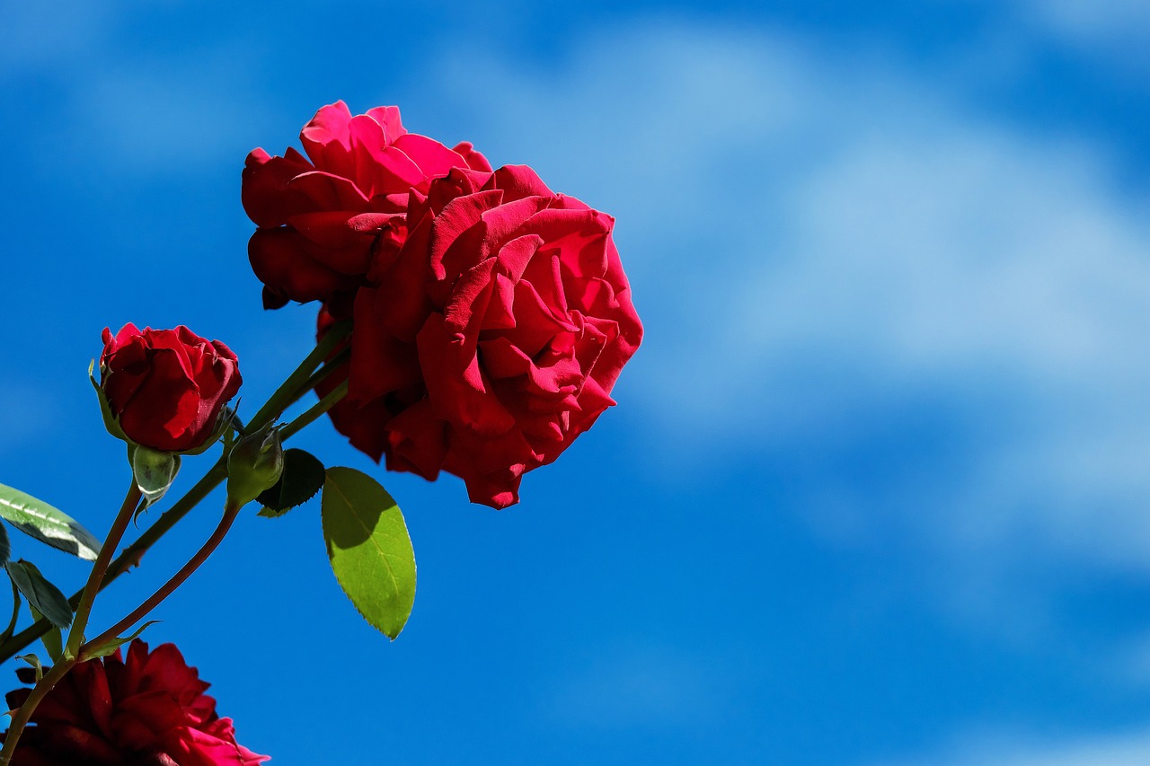 pixabay-image-1619566